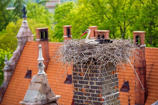 Weißstorch sitzt in einem großen Nest auf einem Backsteinschornstein Dächer und Bäume im Hintergrund