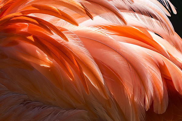 Detail orangener Flamingofedern, Vokabular Natur und Farben im Sprachkurs festigen