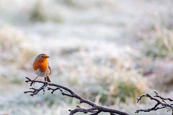 Rotkehlchen auf Ast in Schottlands Natur