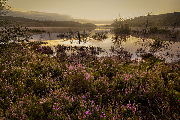 Heide am Moorsee: goldenes Dämmerlicht, Nebelschwaden