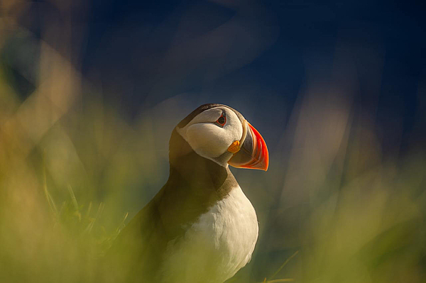 Papageientaucher im hohen Gras an der Küste.