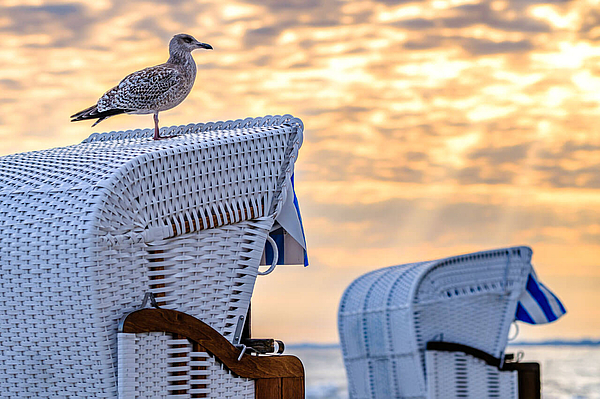 Möwe auf Strandkorb bei Sonnenuntergang.