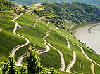 Weinberge an der Mosel als landschaftliches Highlight während einer Deutsch-Sprachreise nach Deutschland