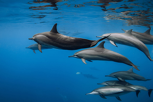Gruppe von Delfinen schwimmt unter Wasser vor der Küste