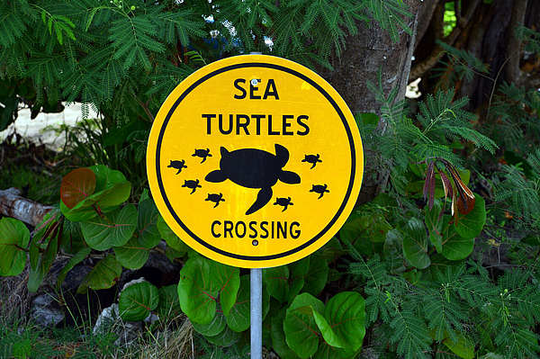 Gelbes Schild Sea Turtles Crossing am Pfad.