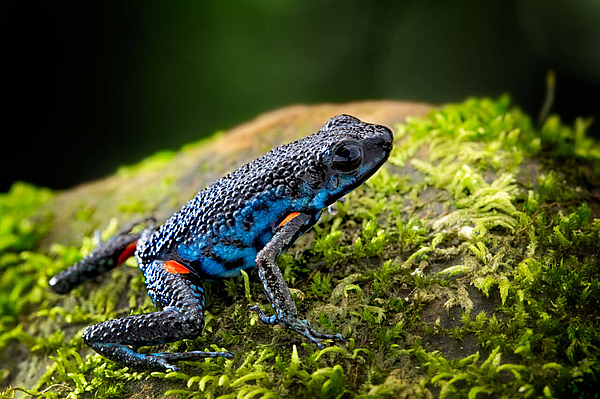 Blauer Pfeilgiftfrosch im Regenwald