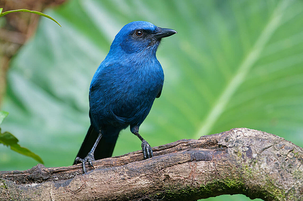 Blauer Singvogel auf Ast