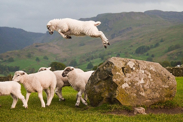 Lamm springt über Fels zu seiner Herde auf grüner Wiese.