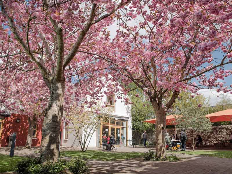 Blühender Innenhof der Emerald Sprachschule Dublin mit Sitzgelegenheiten unter Kirschbäumen