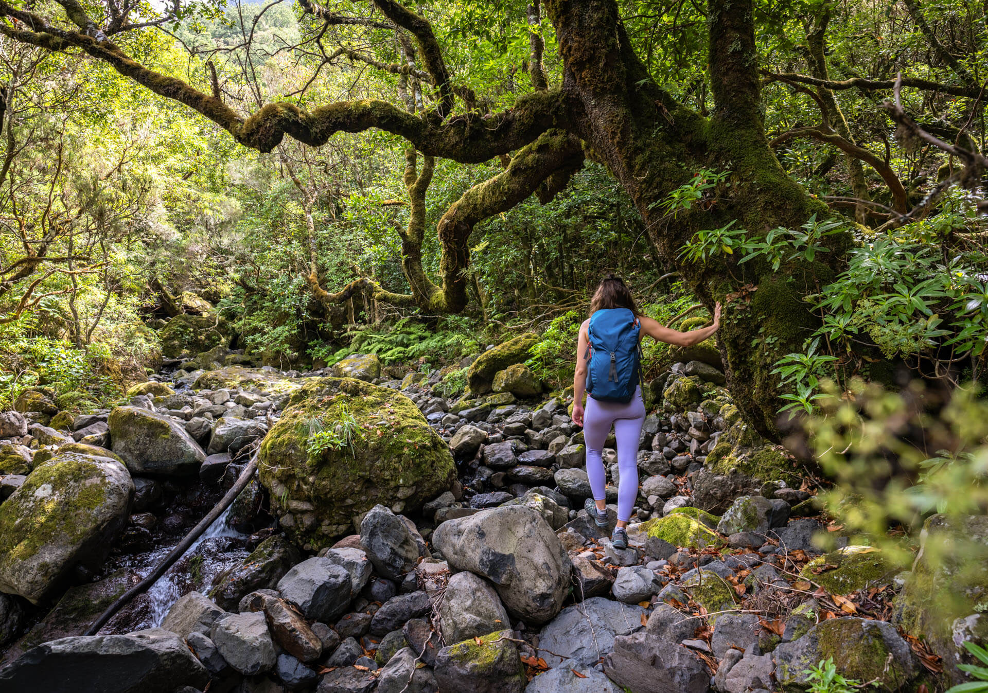 Person wandert durch üppigen tropischen Wald mit moosbewachsenen Bäumen auf La Réunion