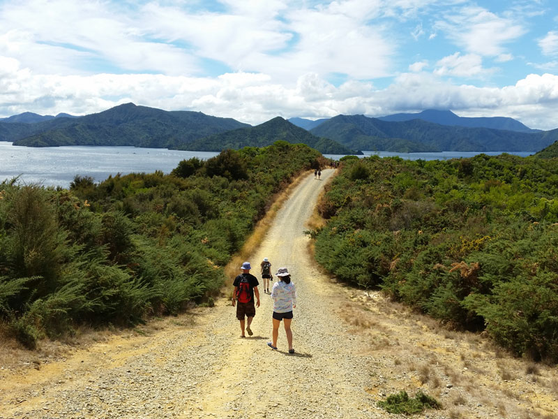 Sprachschüler beim Wandern in der Natur rund um Nelson