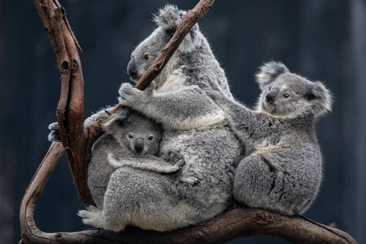Koala-Familie auf Ast, Naturbeobachtung als Exkursion nach dem Unterricht.