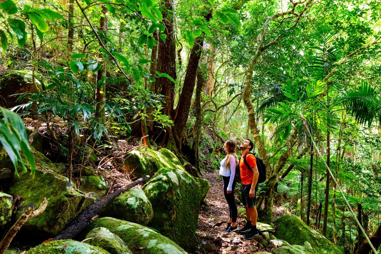 Paar wandert im dichten Regenwald im Lamington Nationalpark, Konversation üben auf dem Trail.