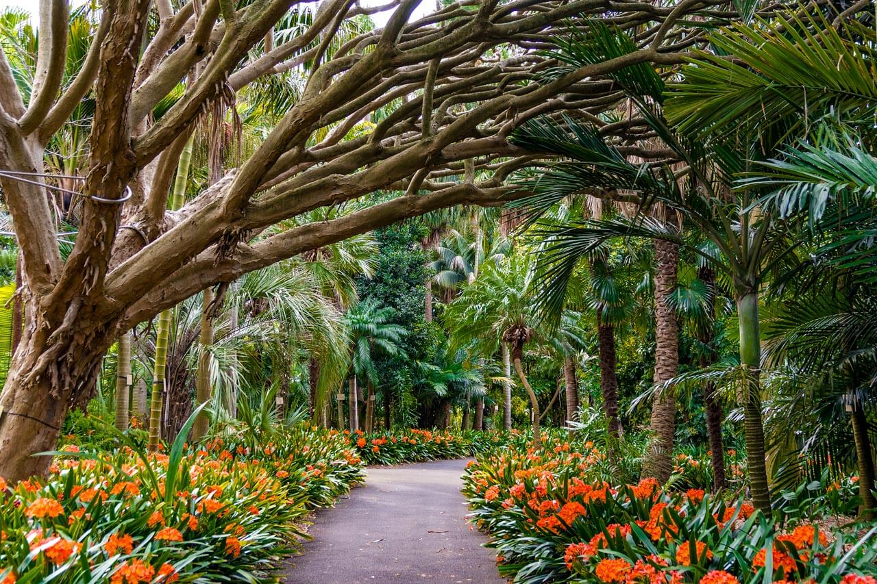Tropischer Gartenweg mit Palmen und orangefarbenen Blumen, Konversation üben im Grünen.