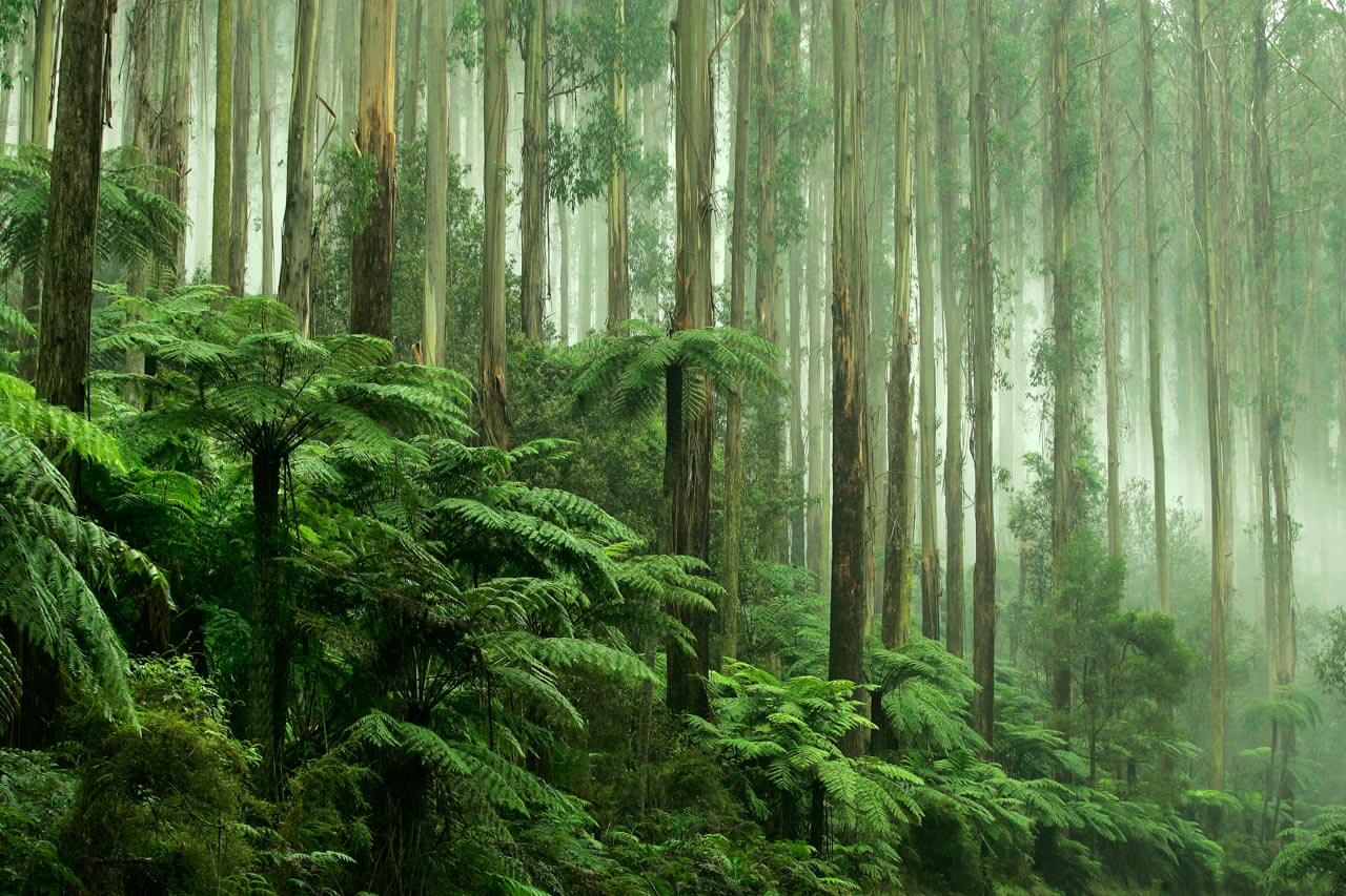 Eukalyptuswald mit Baumfarnen im Morgennebel, Vokabeln üben auf Exkursion.
