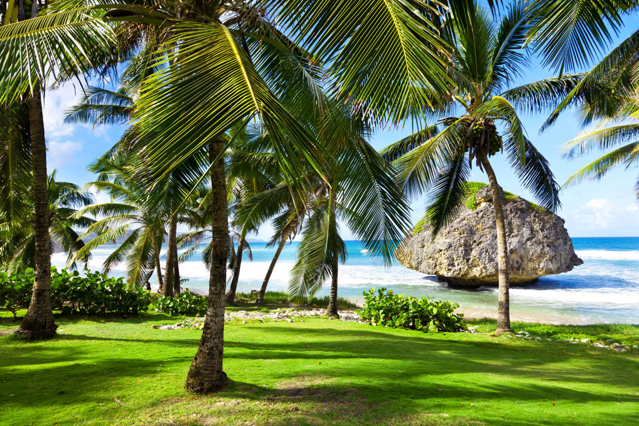 Palmen und Fels am Strand von Bathsheba, Exkursion nach dem Unterricht.
