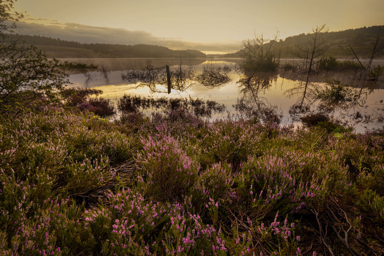 Lila blühende Heidelandschaft im Morgennebel am Wasser im Hohen Venn, warmes Gegenlicht kurz nach Sonnenaufgang