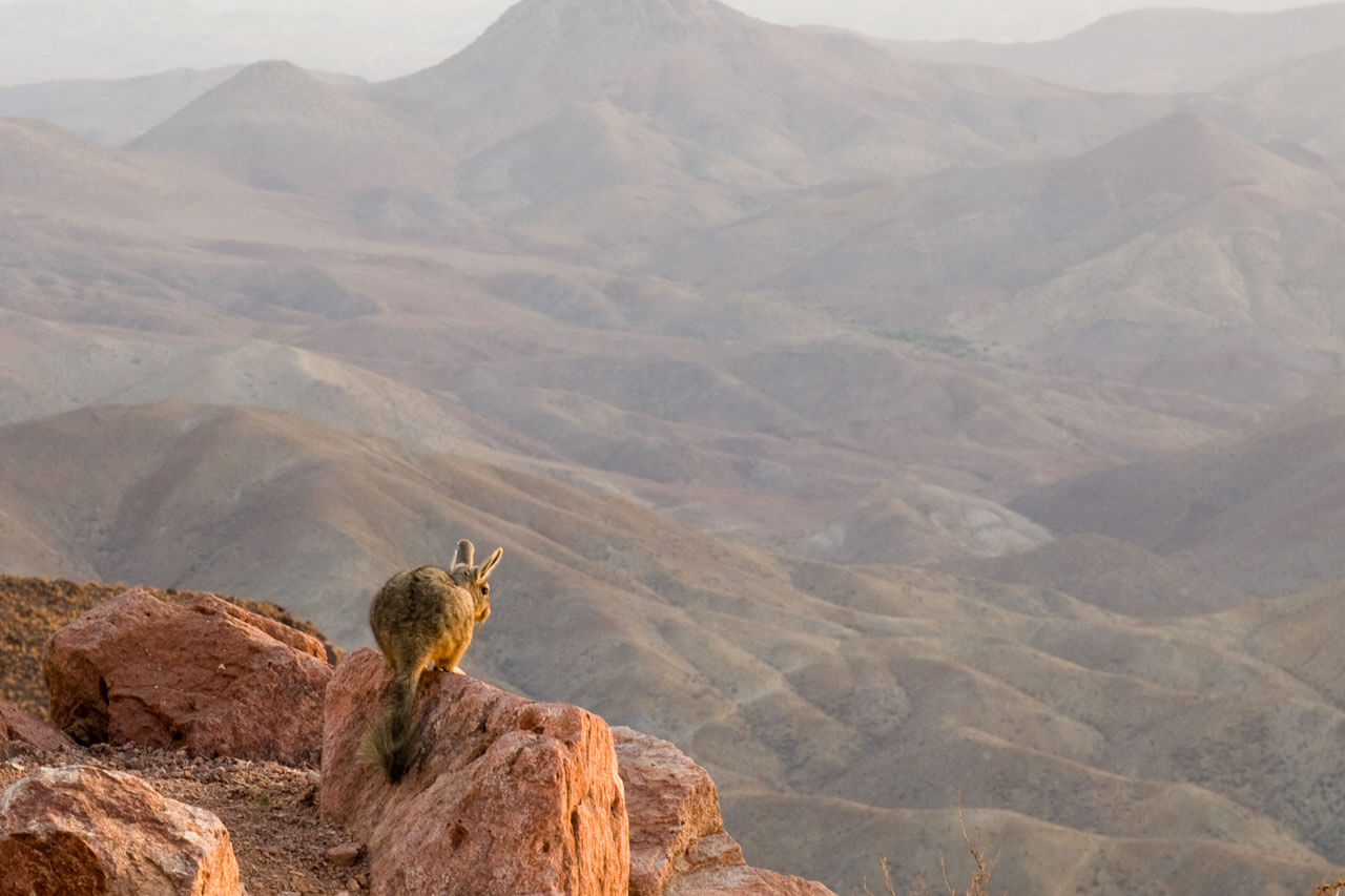 Anden-Nagetier auf roten Felsen vor weiten Bergwellen.