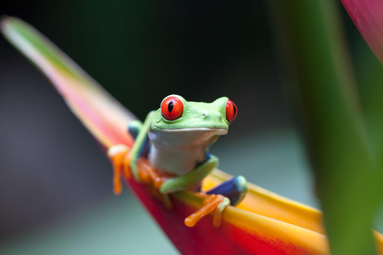 Roter Laubfrosch auf Blatt Vokabeln üben mit Naturmotiven