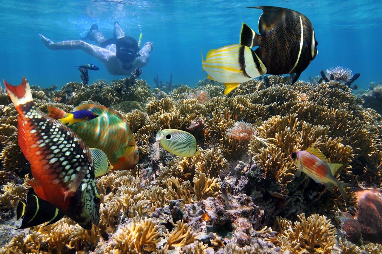 Schnorcheln am Korallenriff Costa Rica Hörverstehen und Konversation im Sprachkurs