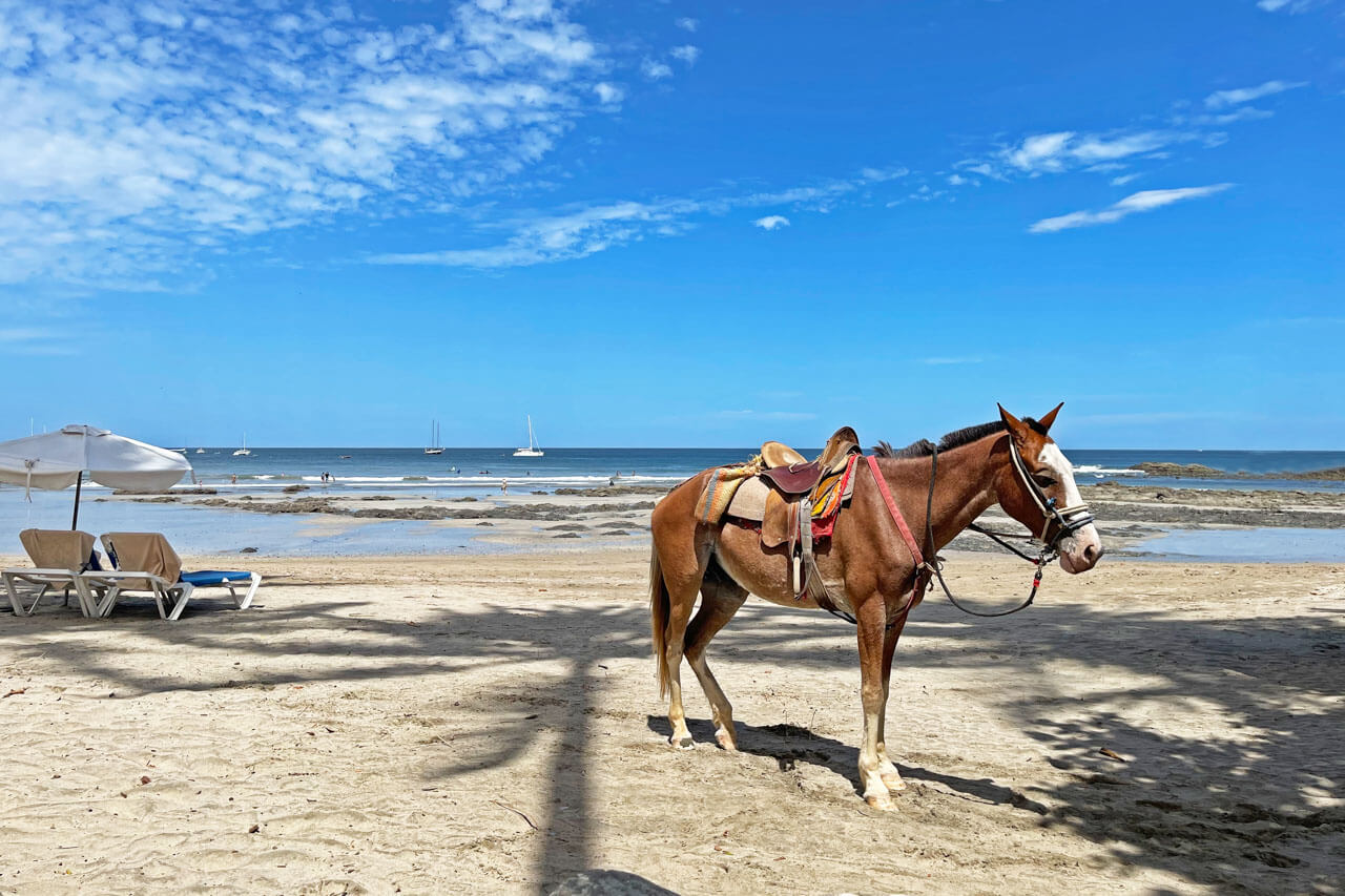 Pferd mit Sattel am Strand von Tamarindo Vokabeln üben im Alltag
