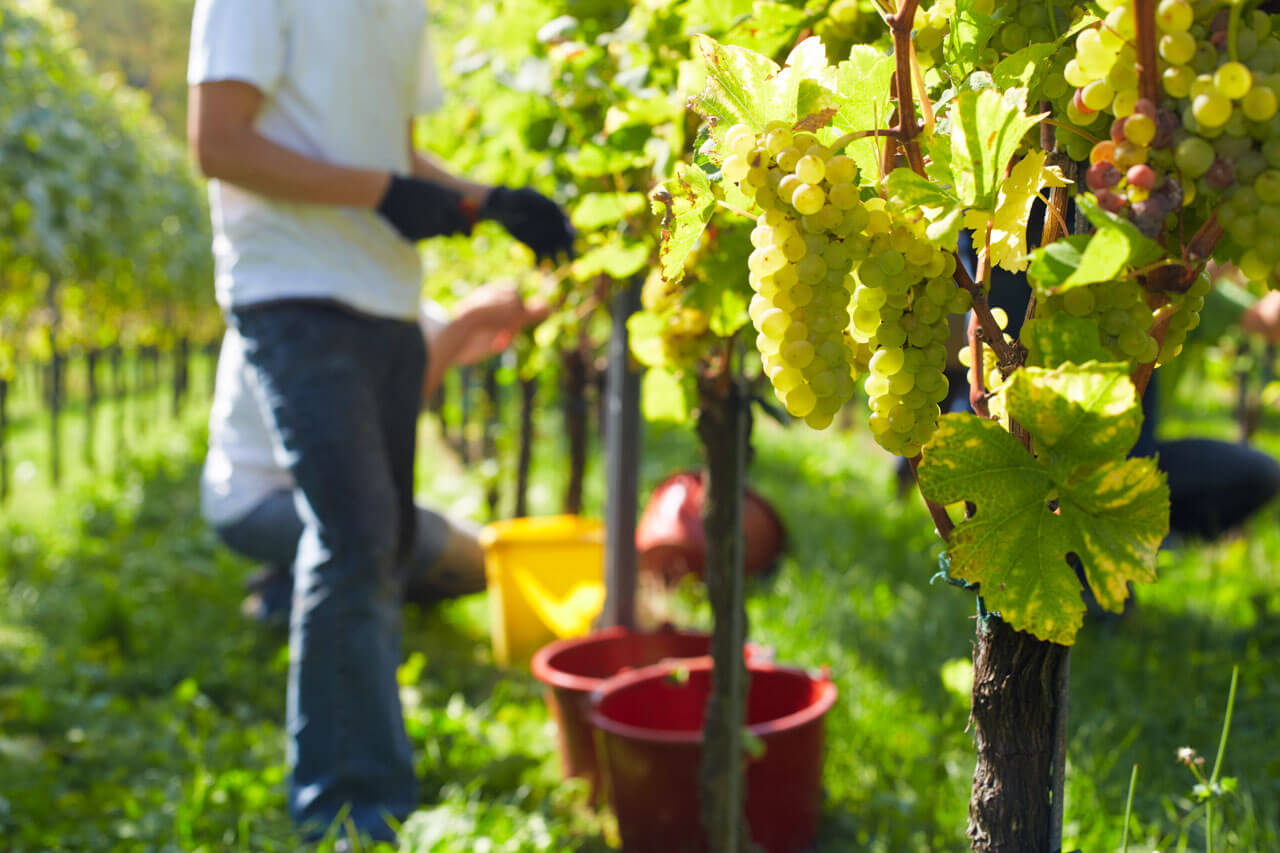 Weinlese bei Freiburg: reife Trauben und Helfer zwischen sonnigen Rebstöcken.