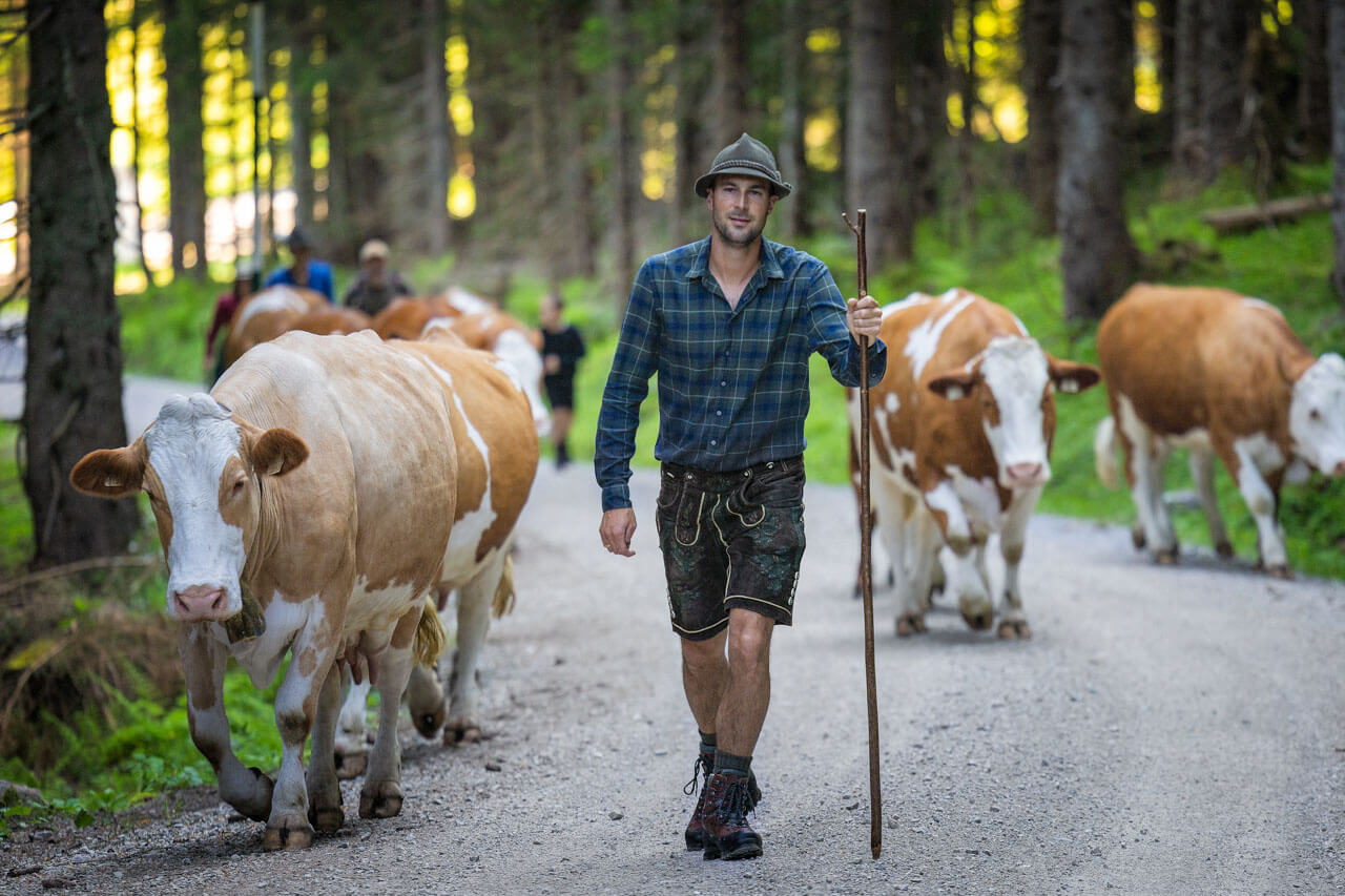 Traditioneller Bauer mit Kühen im Allgäu verknüpft mit Vokabeltraining im Sprachkurs