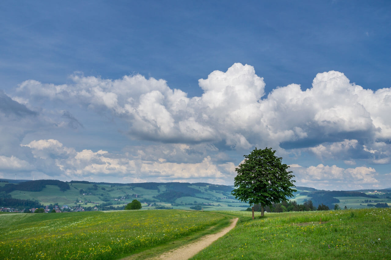 Weite Landschaft mit Baum und Weg ideal für Sprachkurs und Grammatikübungen im Grünen