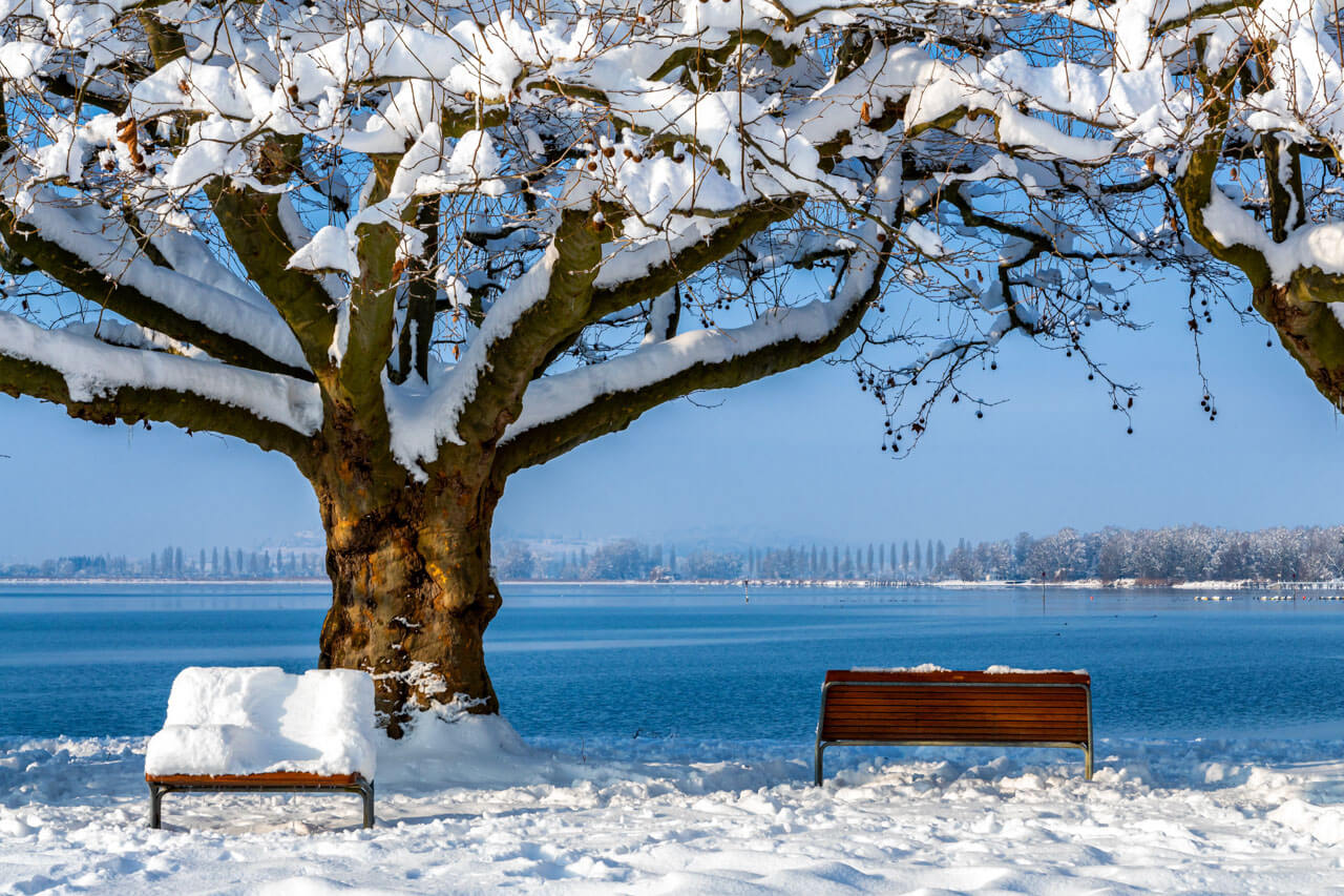 Verschneite Uferpromenade am Bodensee mit zwei Bänken unter schneebedeckter Platane und klarem Winterhimmel.