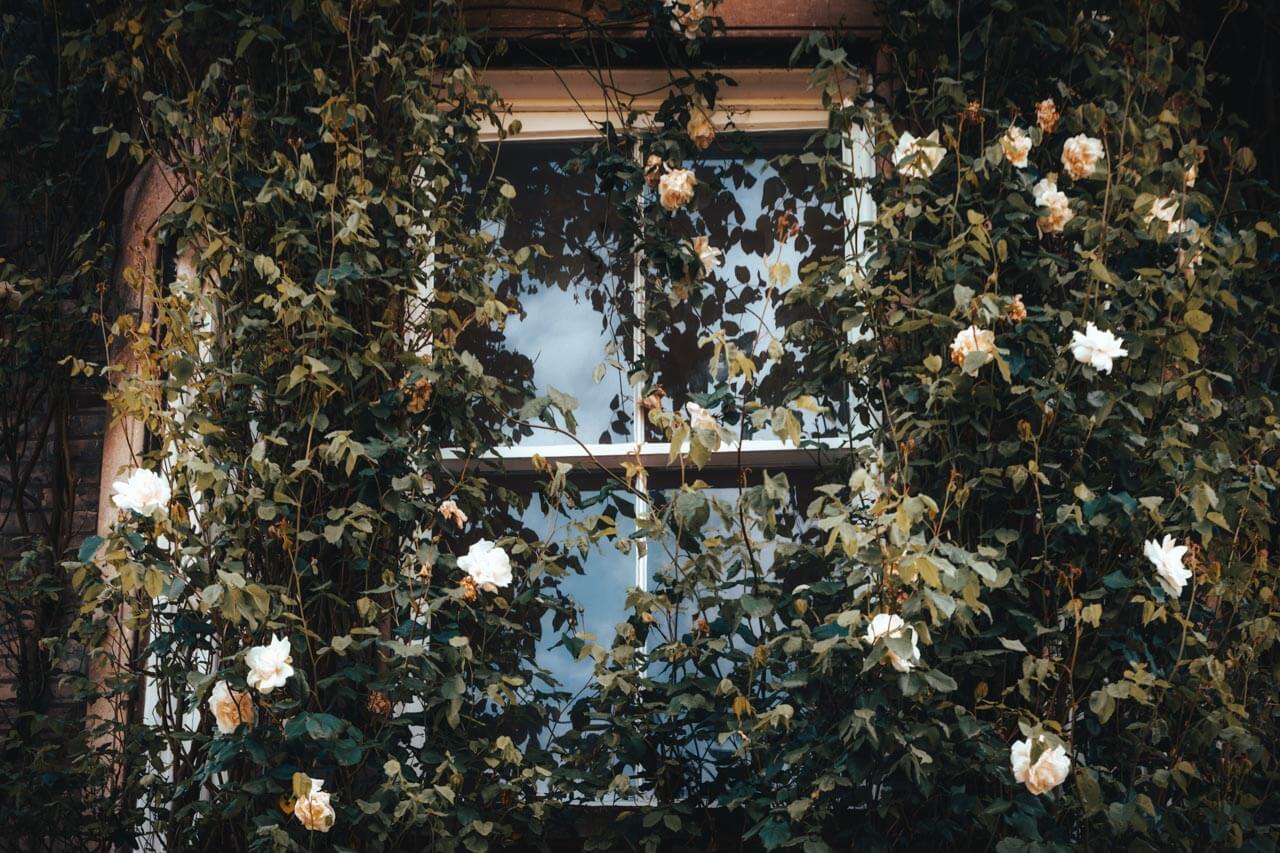 Fenster mit weißen Rosen in Cambridge Vokabeln im Alltag anwenden beim Stadtspaziergang