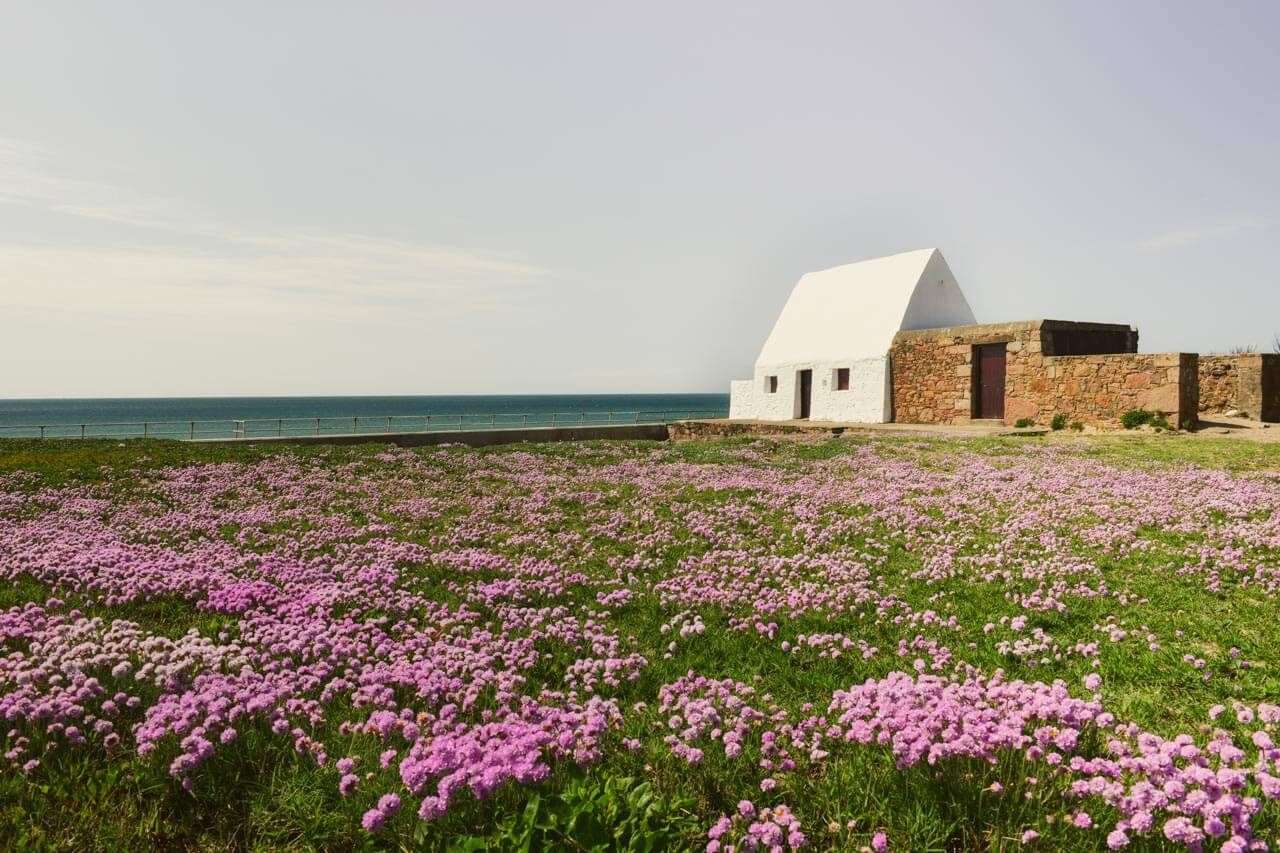 Weißes Küstenhaus auf Jersey neben einer weiten rosa Blumenwiese mit Blick aufs Meer. Perfekt fürs Vokabeltraining nach dem Unterricht.