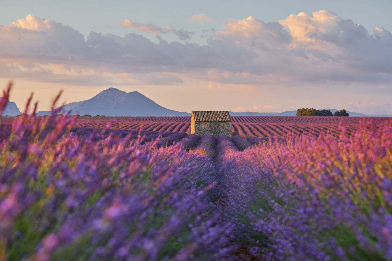 Lavendelfeld nahe Aix en Provence Sprachreise Französischkurs Aussprache verbessern in Natur