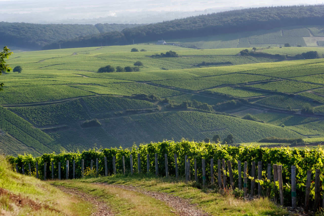 Weinberge im Loiretal Grammatik üben im Sprachkurs