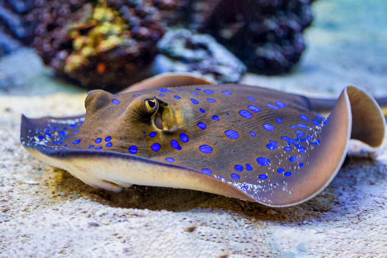 Blauer Punktrochen im Meer Französisch Sprachreise Aussprache verbessern Unterwasserwelt erleben