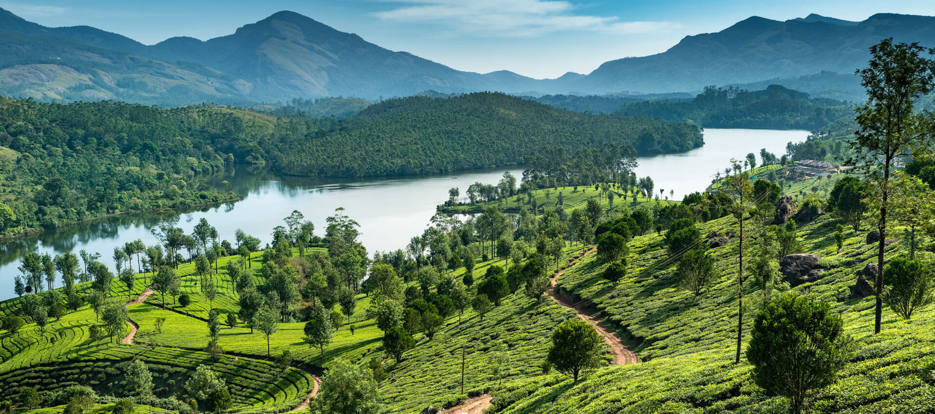 Grüne Teeplantagen am Flussufer Sprachreise in Indien