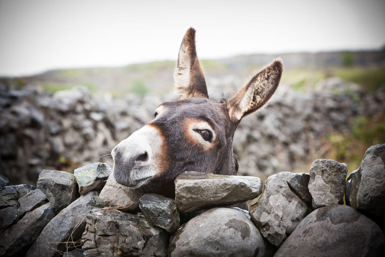 Neugieriger Esel schaut über Steinmauer auf den Aran Islands Hörverstehen üben in Alltagssituationen