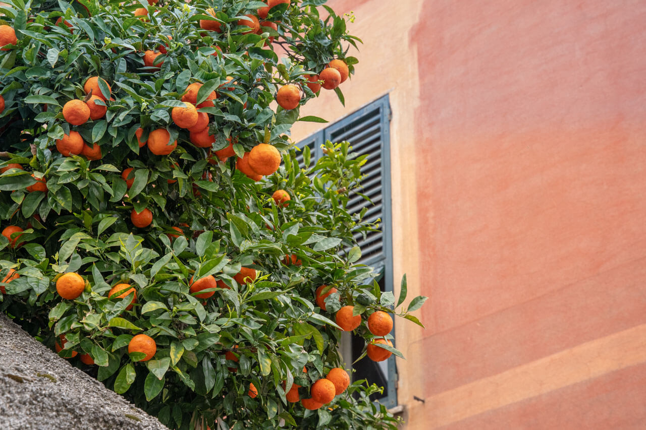 Orangenbaum mit reifen Früchten vor Hausfassade Sprachreise erleben und Vokabeln erweitern