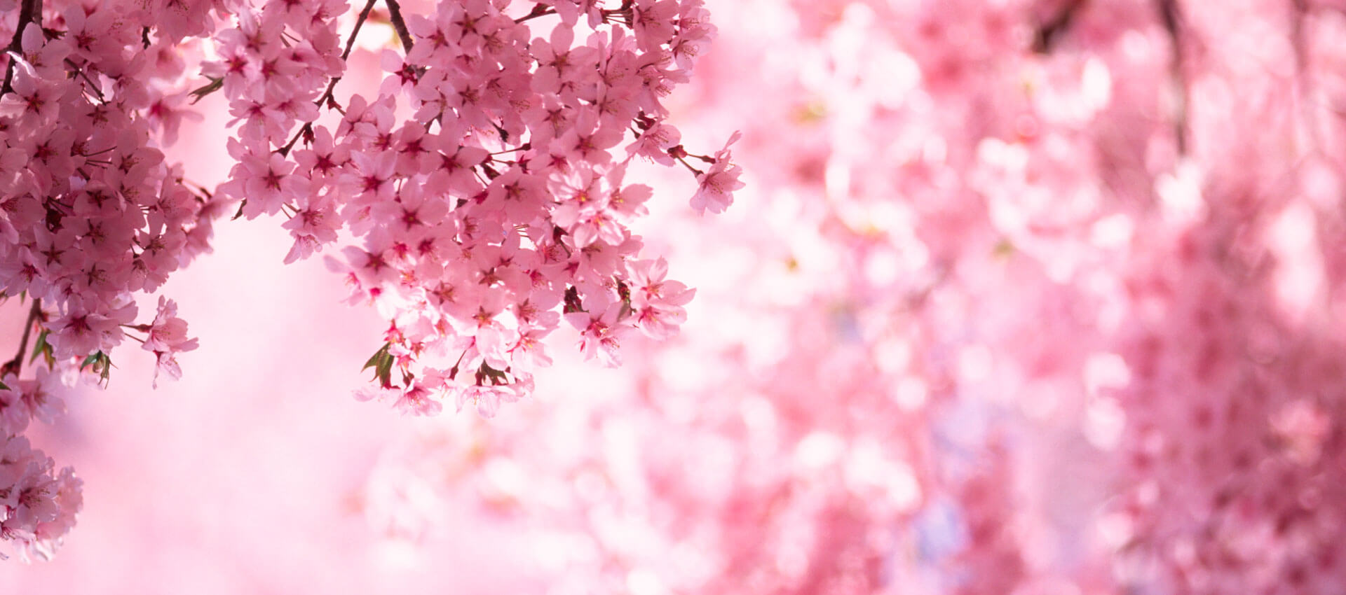 Kirschblüten Sakura Nahaufnahme Frühling in Japan romantische Atmosphäre