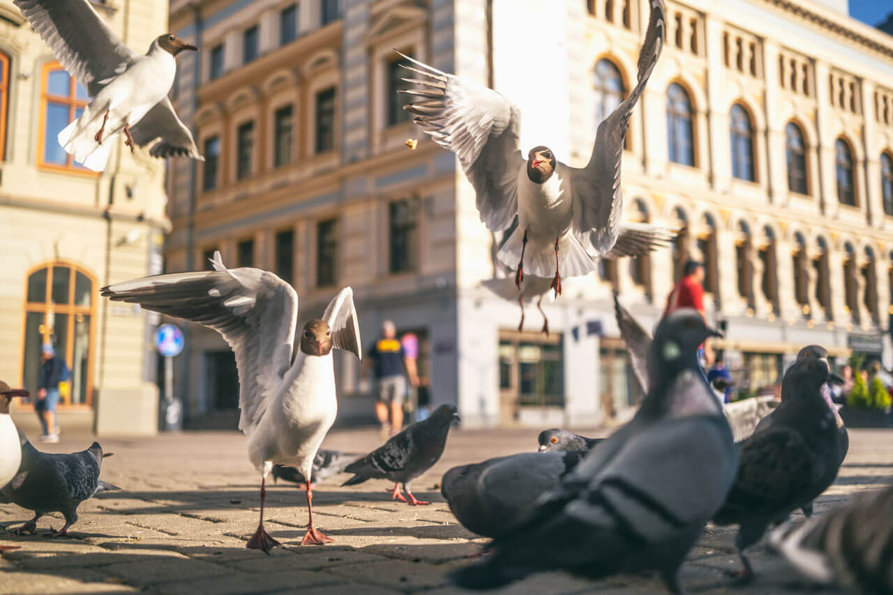 Möwen und Tauben am Platz in Riga lebendige Innenstadt Szene in Lettlands Hauptstadt Stadtleben und Architektur