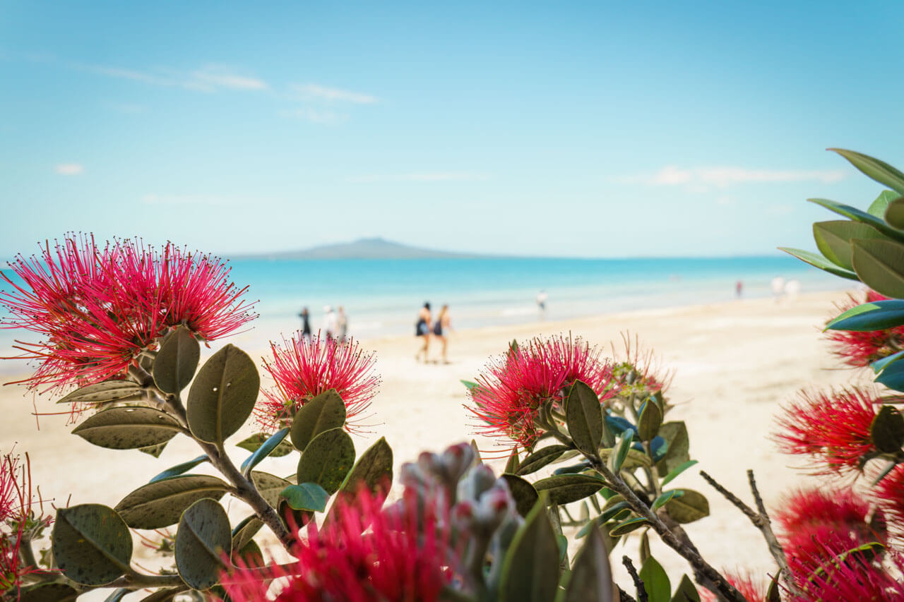 Rote Pohutukawa Blüten am Strand, Spaziergang nach dem Unterricht Konversation üben.
