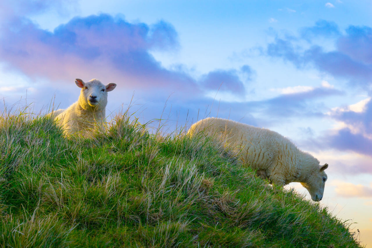 Schafe auf grünen Dünen bei Abendlicht, Vokabeln im Alltag anwenden auf Spaziergängen.