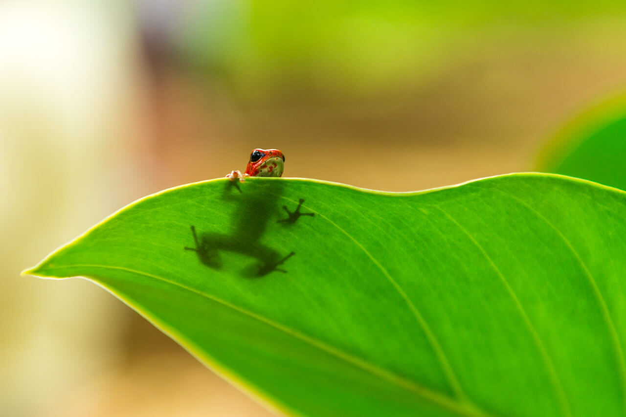 Kleiner roter Frosch auf grünem Blatt Sprachreise Natur erleben Vokabeln lernen