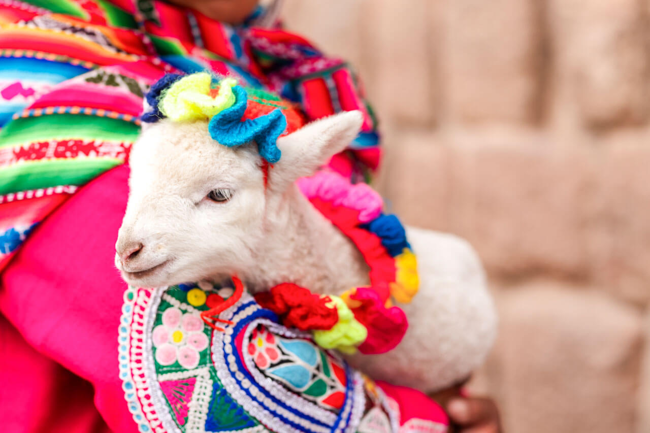 Weißes Lamm mit bunter indigener Verzierung in traditioneller Kleidung, Sprachkurs Peru
