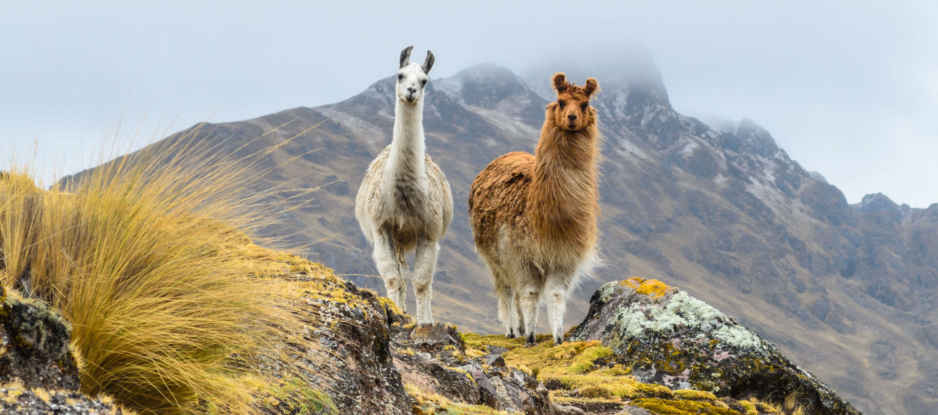 Zwei Lamas auf einer Bergwiese in den Anden, Grammatik üben im Sprachkurs