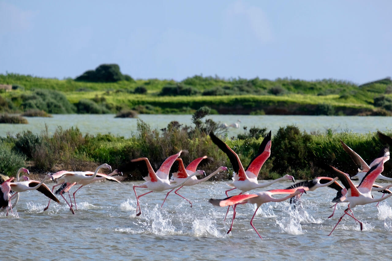 Flamingos im Flug über einer Lagune im Naturpark Ria Formosa bei Faro – Grammatiktraining und Sprachreise.