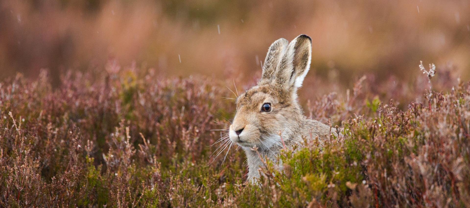 Hase in regennasser Heide, Naturbeobachtung nach dem Unterricht. Vokabeln zur Tierwelt üben.