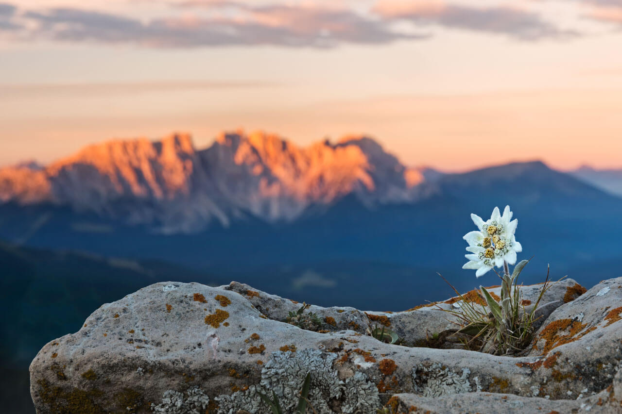 Edelweiss auf Fels vor Bergkulisse, Vokabeln üben auf Exkursion in der Natur