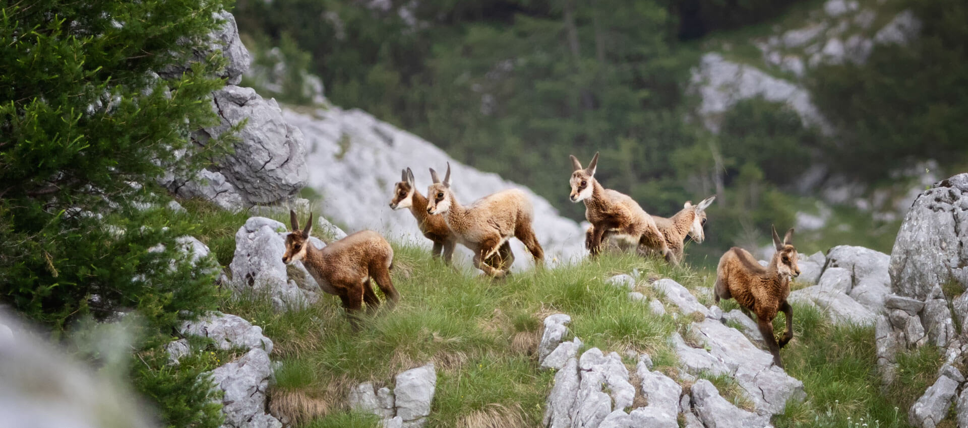 Junge Gämsen auf alpiner Wiese, Naturbeobachtung nach dem Unterricht, Konversation üben im Alltag