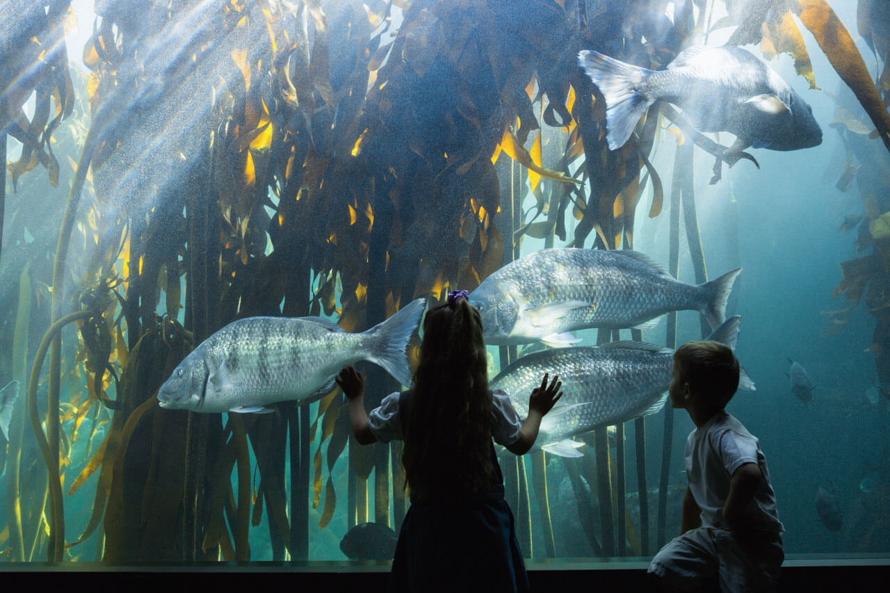 Zwei Kinder betrachten große Fische in einem Aquarium vor einem dichten Tangwald.