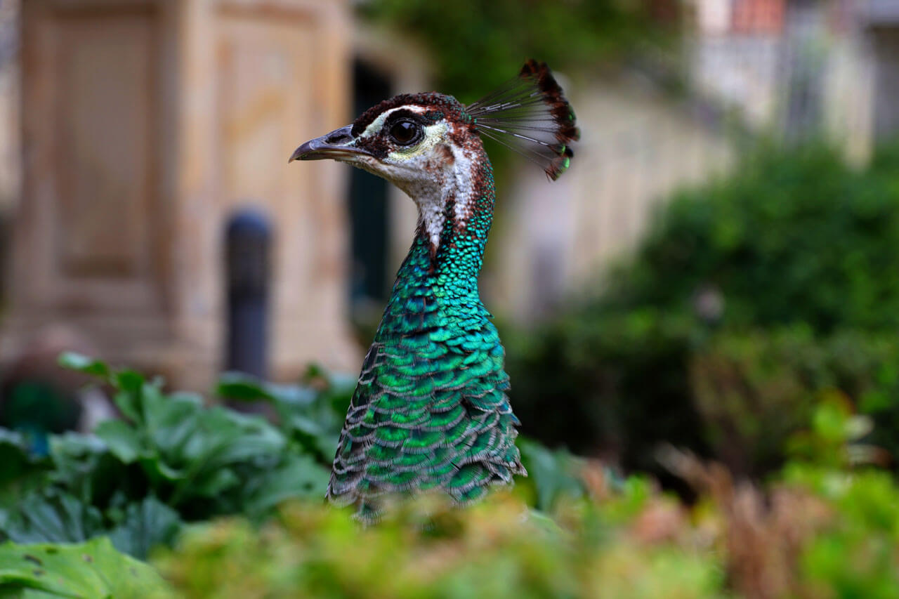 Nahaufnahme eines Pfaus im grünen Garten von Sevilla.